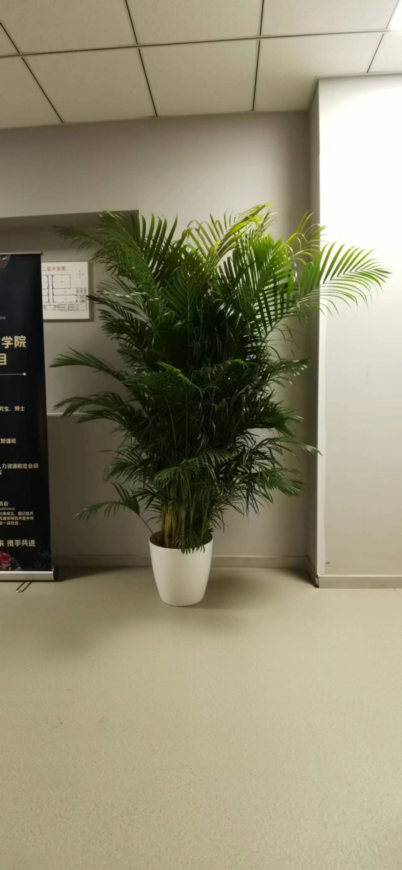 北京綠植租擺公司-虎皮蘭的養(yǎng)護(hù)知識