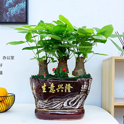 北京花卉綠植租擺公司大麗花的養(yǎng)護(hù)知識