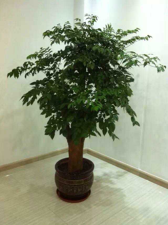 綠植租擺服務標準保護措施