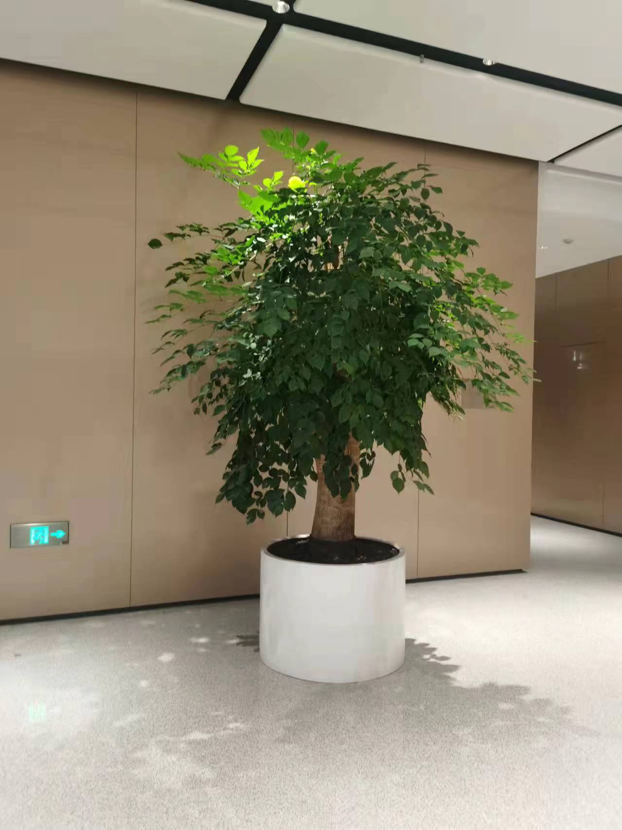 綠植幸福樹